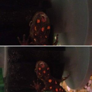 Hole in newt :(