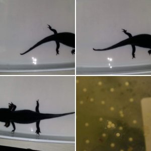 Amazeballs Axolotls
