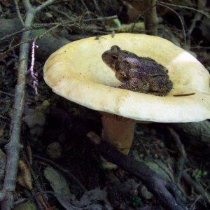 Toad on Toadstool