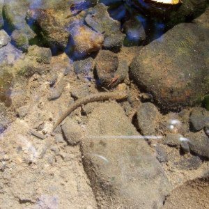 Plethodontid Larvae