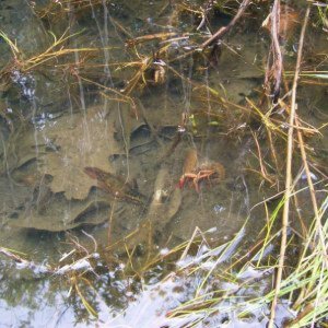 Molting Crayfish