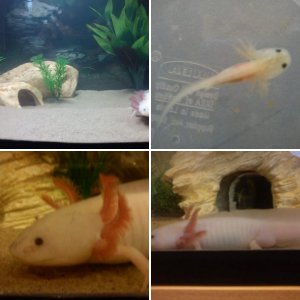 Axolotl