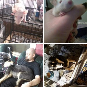My Furries :3