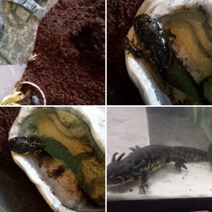 Kumi since i got her 2-17-2017 from then until now