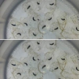 Our 26 new axolotl eggs 1st day in their new home