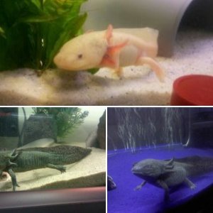 Angry Axolotls!