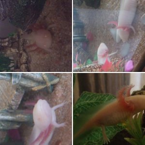 My Axies