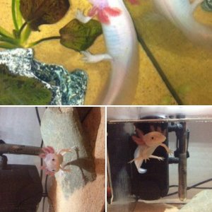 My Axie, Nanna