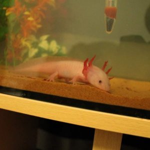 pinky
