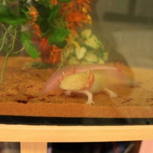Albino