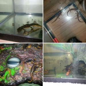 My Newts