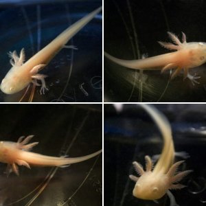 Axolotl Rearing