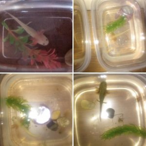 first lot of baby lotls