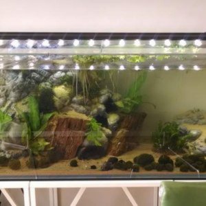 Larger N. kaiseri set-up
