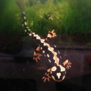 The Newts!