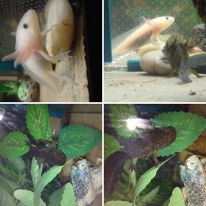 My axolotls