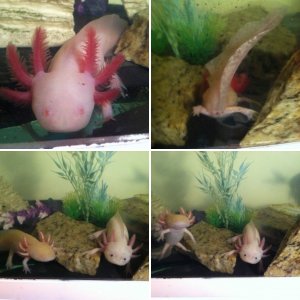 My Axolotls!
