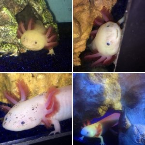 Axolotls