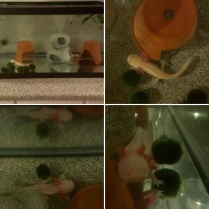 white leucistic and albino