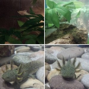 My axolotl babies