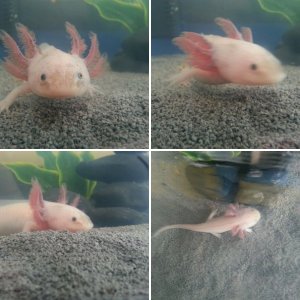 Little Axel, my first axie!