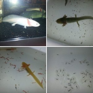 Axolotls