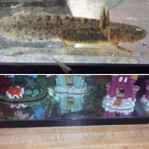 axolotls