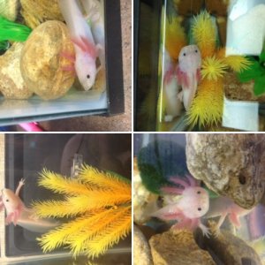My axolotl