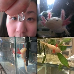 getting bigger! laying more eggs!