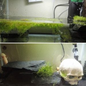 My Tanks