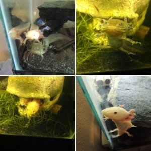 My Axies