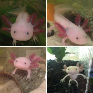 Baby- unsure of gender and my youngest