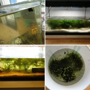 Alpine Newts