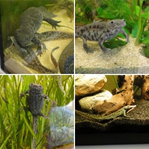 Pleurodeles Waltl