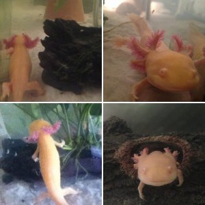 Angel -her sickness,vet & recovery