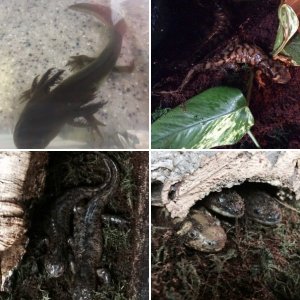 My salamanders