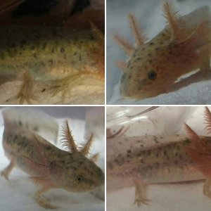 copper x gfp albino