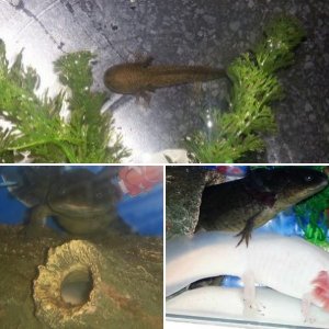 my axies
