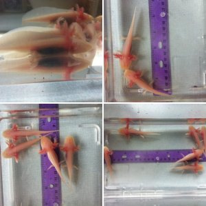 Leucistic x melanoid albino gfp
