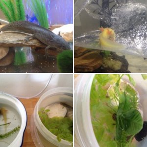 Axolotls