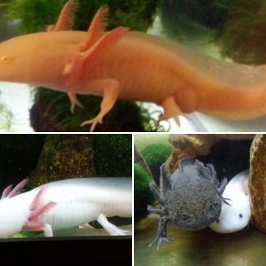 Bette's Axolotls
