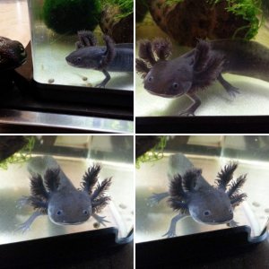 Bette's Axolotls, Juveniles
