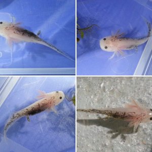 Bette's Axolotls: Possible Chimera or Harlequin?