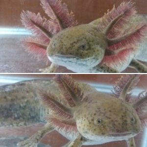 Fish The Axolotl
