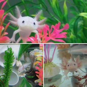 My Axolotls