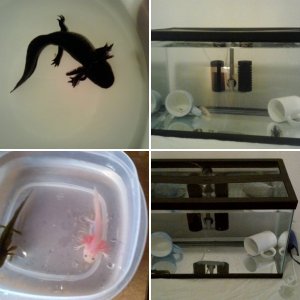 My Axies