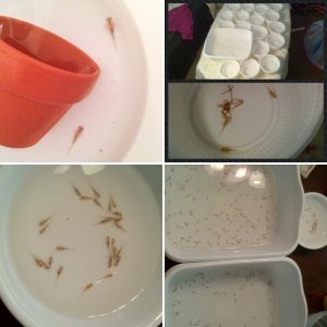 Axies in the Making