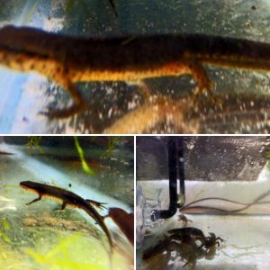 My new Notophthalmus viridescens piaropicola!