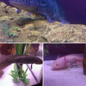 Axies