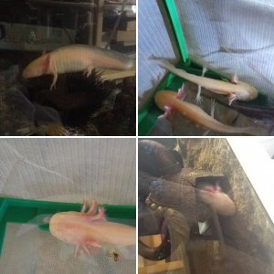 My Axies